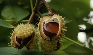 o uso de castañas para tratar a prostatite