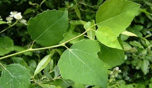 Aspen úsase para tratar a prostatite crónica
