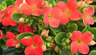 Kalanchoe úsase para tratar a prostatite crónica