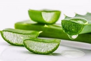 Aloe usado para tratar a prostatite