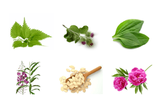 Plantas para a prostatite